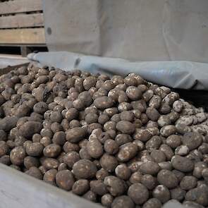 De uiteindelijke bestemming van de aardappelen is nog niet duidelijk. &bdquo;Mogelijk kan het nog in de vlokken en anders zoeken we een andere bestemming. We zien wel waar belangstelling is&rdquo;, aldus Bas.