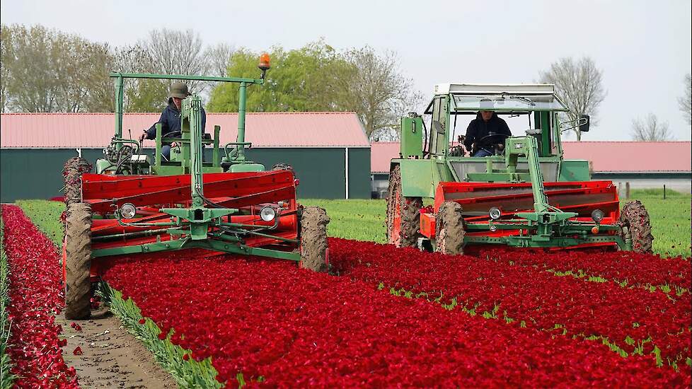Topping Tulips in Holland | 2x Fendt F GT | Tulpen koppen | Dogterom Flowerbulbs