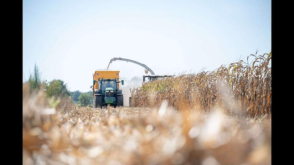 MKS hakselen – Maïs Kolven Silage