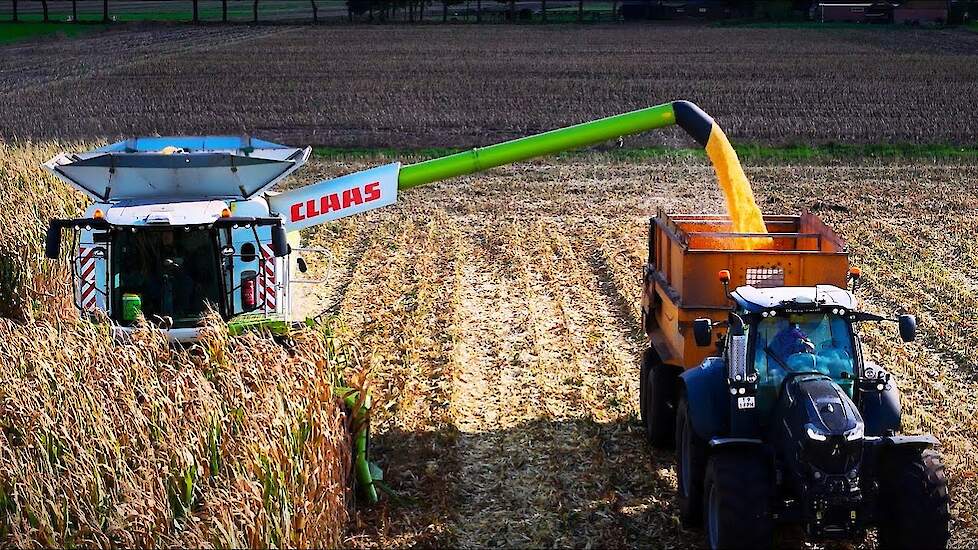 Claas Lexion 760 dorst korrelmaïs voor CCM – Van veld tot varkensvoer
