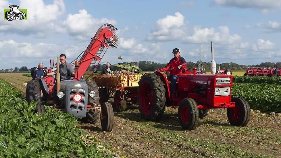 Bieten rooien net als vroeger.