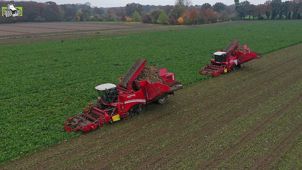 Twee Grimme Maxtron`s 620 in de suikerbietenoogst