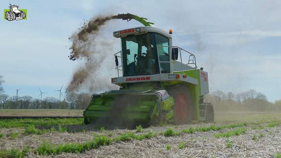 Winterpeen rooien in het voorjaar: een bijzondere oogst